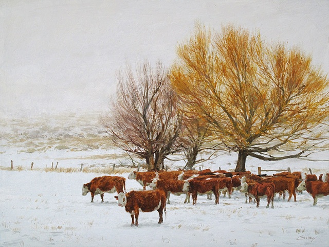 Cattle in snow, herefords, golden willow