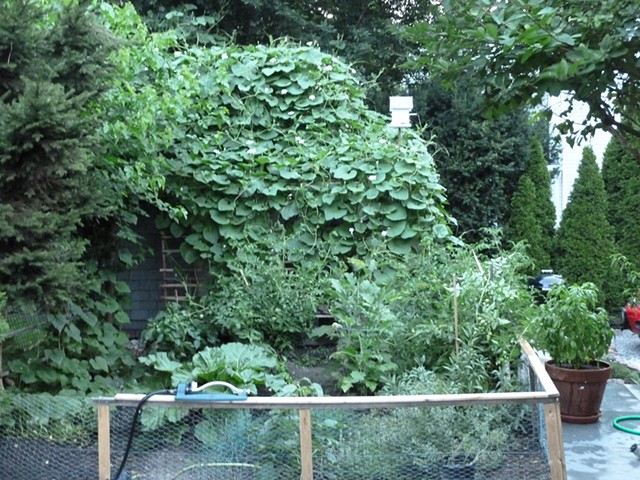 Garden, full gourd vine growth covering shed