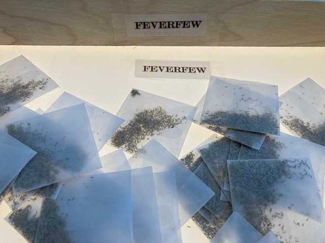 Fever-Few seeds (seed exchange detail)