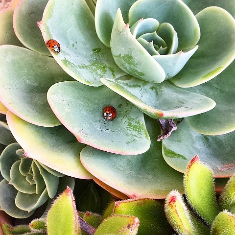 Ladybug Picnic