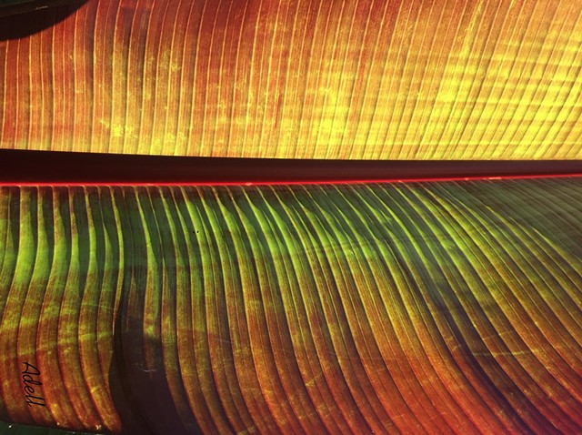 Banana Leaf  "Elements of Art" : Line, Shape, Color, Texture, Form, Value, Space, and nature's unfiltered beauty.