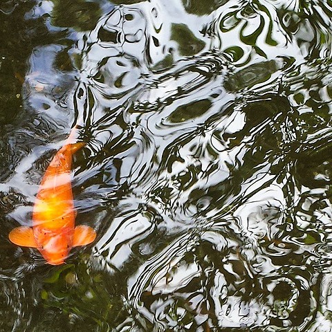 Koi fish are said to have a powerful & energetic life force, demonstrated by its ability to swim against currents and even travel upstream. Characteristics associated with the koi include: Good fortune Success Prosperity Courage Perseverance & Longevity.