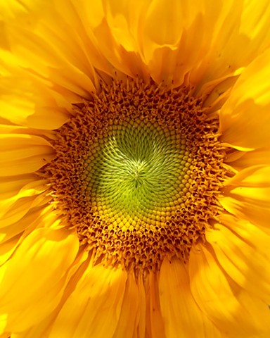 Sunflower Bliss 