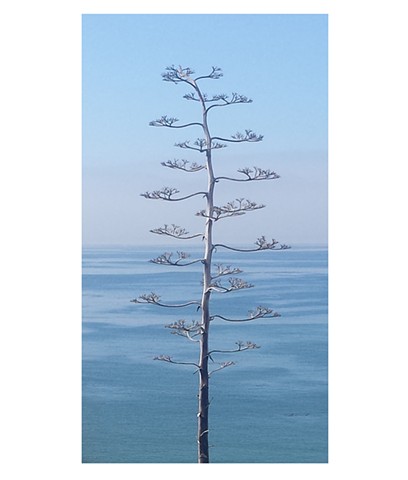 Agave by the Sea