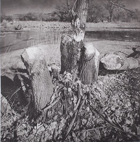 Beaver Ruin, photogravure 18x18