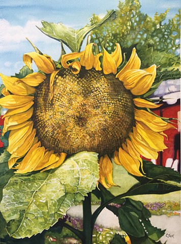 Sunflower Watercolour painting by Conny JAGER