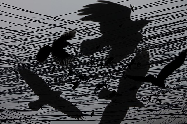 One Hour of Birds (Maya Land – Crows, and others, on the wires)