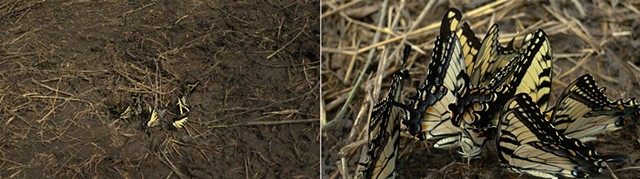 Tiger Swallowtails Drinking Salt in the Road—Papilio glaucus & Papilio cresphontes, in the Driftless