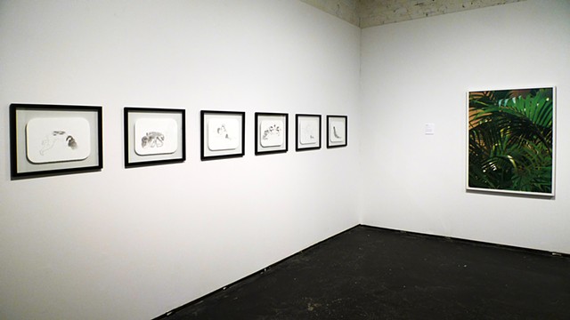 Installation view of drawings from the Cohabit series