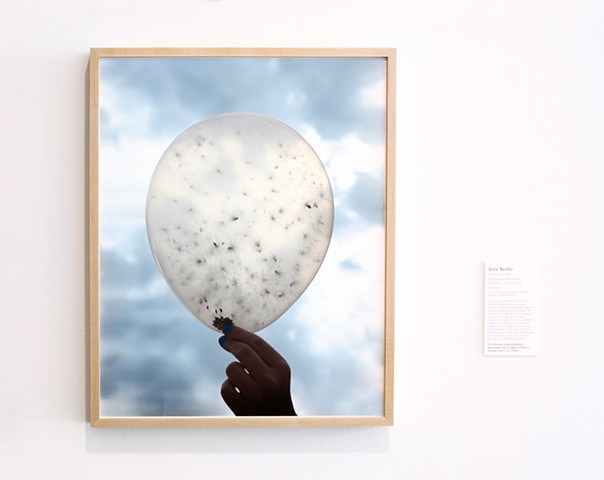Documentation from 'Milkweed Dispersal Balloons' shown at the DePaul Art Museum