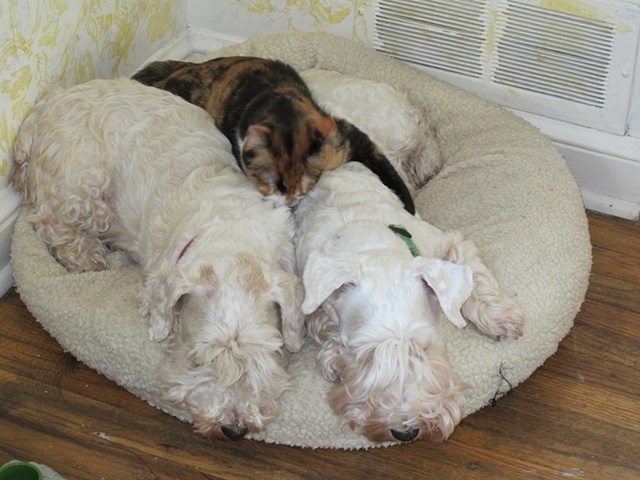 Torrie (left), Rosie (right) and Mishti in the middle