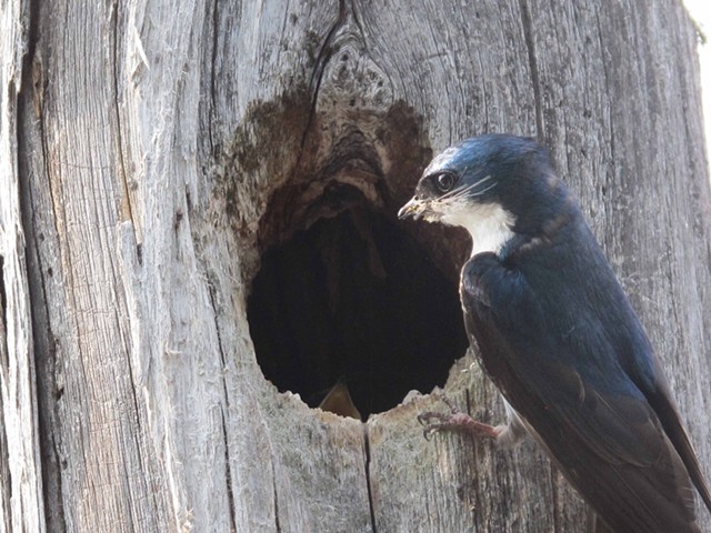 Adult tree swallow