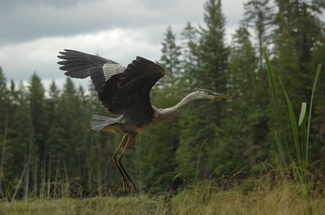Juvenile blue heron coming in for a landing.