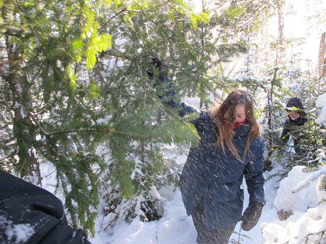 Finding the perfect Christmas tree in the forest