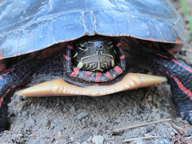 painted turtle