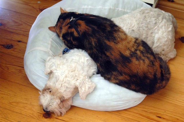 Mishti the kitty and Rosie the terrier catching a nap
