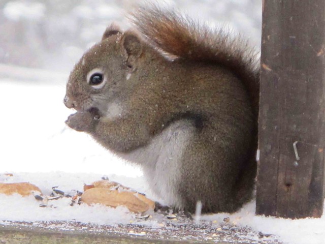 Red squirrel  in the feeder
