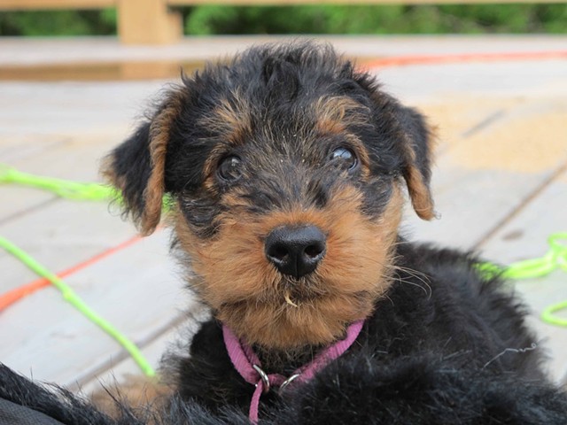'Jagger' the airedale puppy (8 weeks)