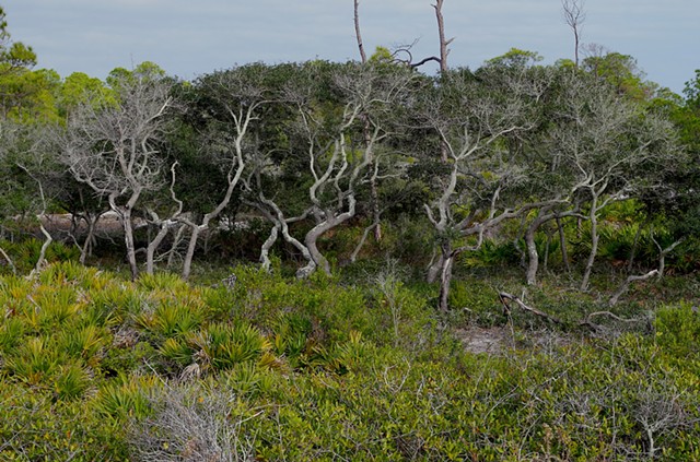 Beach Trees.  St. Andrews, FL.
