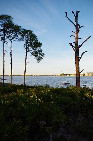 Old Tree St. Andrews Lagoon. FL