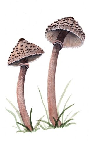 Parasol Mushrooms