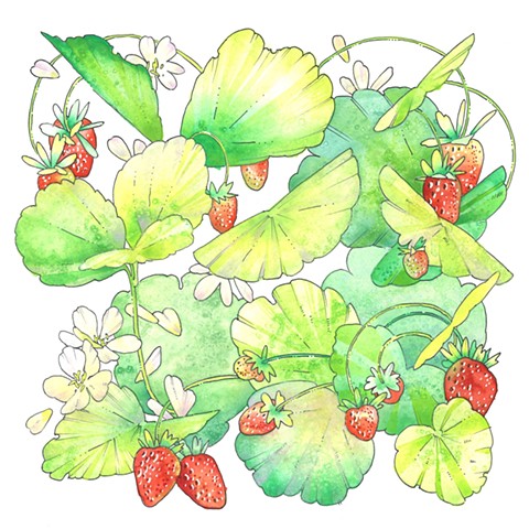 Garden Strawberry, frangaria X ananassa
