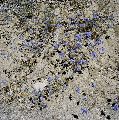 Mineral King desert flowers archival pigment print photograph by Chris Danes