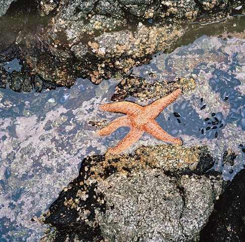 Pt. Lobos starfish archival pigment print photograph by Chris Danes