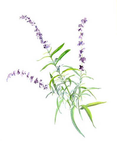 Delicate lavender blossoms grace a slender sage green stalk on this Blue Salvia botanical illustration.
