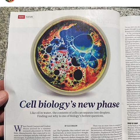 Nature - Artwork for feature story on Cellular Phase Separation