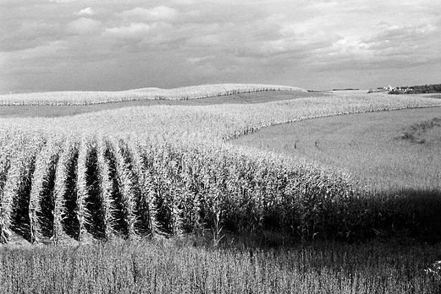 Corn, Near  Evansville, Minnesota, 2009