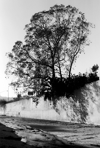 LA River, Tree, Near the Hollywood Freeway, 1998