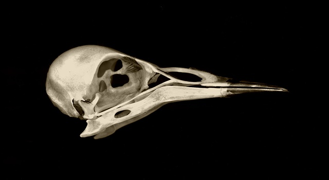 starling skull, birds, skulls, nature