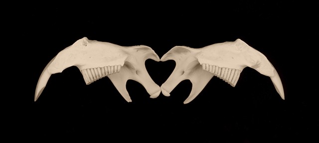 Fleeting Heart (Muskrat Jawbones)