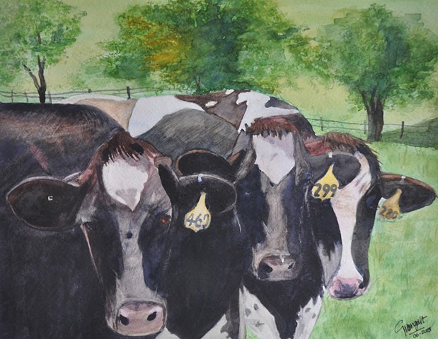 Amish Cows