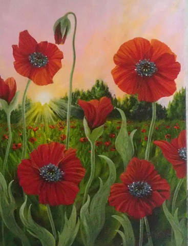 poppy emerald isle cape carteret DOT wildflowers NC red pink