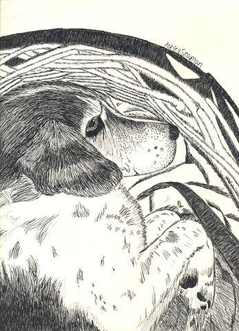 dog portrait ink drawing by ashley seaman