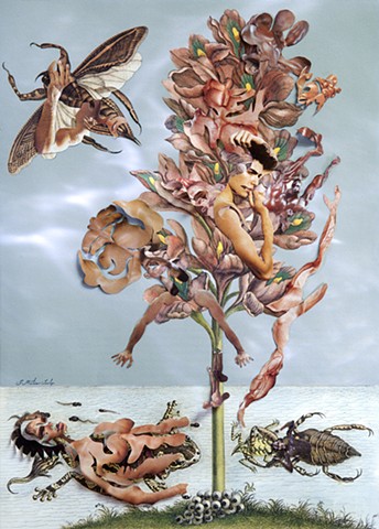 Dominique Paul, Merian, Insects of Surinam, photography