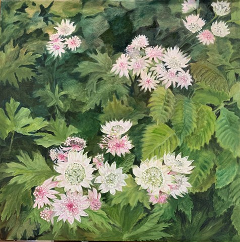 Astrantia