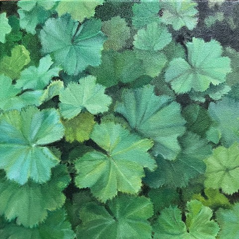 Lady's Mantle