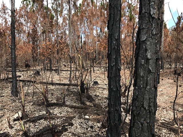 photo of burnt pine rocklands shortly after prescribed burn