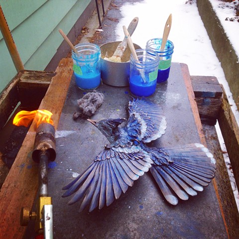 A bronze jay turning blue