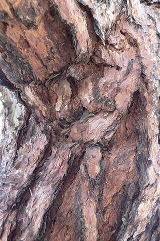 Tree Bark #3