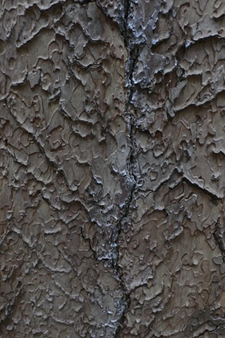Tree Bark #4