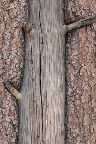 Tree Bark #5