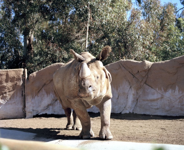 Rhino, San Diego