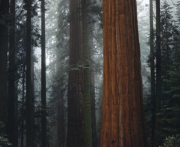 Inside Sequoia National Park