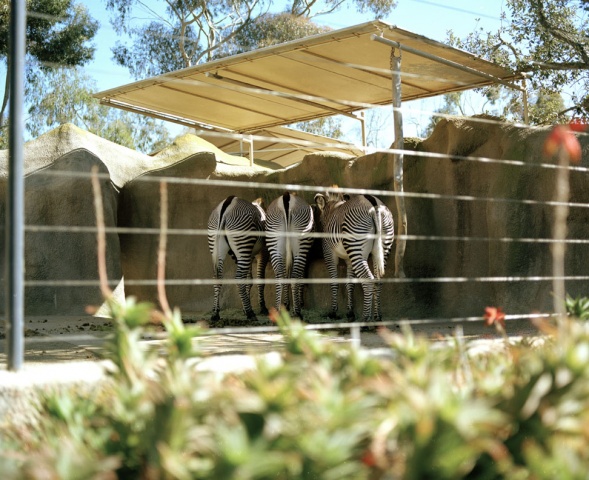 Zebras, San Diego