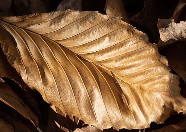 Golden leaf