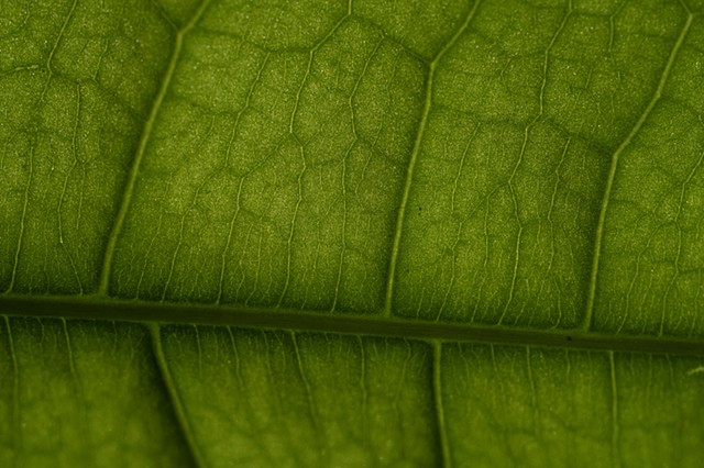 Leaf, India
